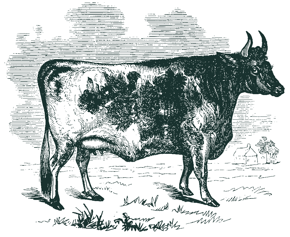 Illustration of a cow in a field