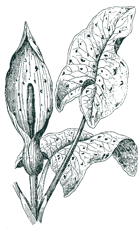 Illustration of a lily plant